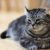 Tout ce qu’il faut savoir sur le chat American Curl