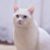 Tout ce qu’il faut savoir sur le chat Angora