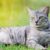 Tout ce qu’il faut savoir sur le chat Mau Égyptien le félin au regard des pharaons