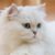 Tout ce qu’il faut savoir sur le chat Persan l’élégance au poil long