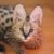 Tout ce qu’il faut savoir sur le chat Serval