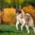 Tout ce qu’il faut savoir sur le chien Akita Américain