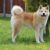 Tout ce qu’il faut savoir sur le chien Akita Inu