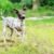 Tout ce qu’il faut savoir sur le chien American Hairless Terrier