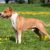 Tout ce qu’il faut savoir sur le chien American Staffordshire Terrier (American Staff)