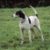 Tout ce qu’il faut savoir sur le chien Ariégeois