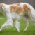 Tout ce qu’il faut savoir sur le chien Barzoï