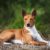 Tout ce qu’il faut savoir sur le chien Basenji