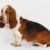 Tout ce qu’il faut savoir sur le chien Basset