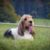 Tout ce qu’il faut savoir sur le chien Basset Griffon Vendéen