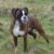Tout ce qu’il faut savoir sur le chien Boxer un compagnon loyal et plein d’énergie