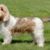 Tout ce qu’il faut savoir sur le chien Briquet Griffon Vendéen