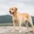 Tout ce qu’il faut savoir sur le chien Labrador le compagnon idéal