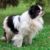 Tout savoir sur l’Épagneul Japonais un petit chien au charme impérial