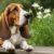 Tout savoir sur le Basset Hound Un chien unique en son genre