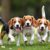Tout savoir sur le Beagle Un concentré d’énergie et de tendresse