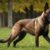 Tout savoir sur le Berger Belge un chien intelligent, fidèle et polyvalent