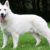 Tout savoir sur le Berger Blanc Suisse élégance, intelligence et loyauté