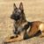 Tout savoir sur le Berger Malinois un chien d'élite au quotidien