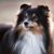Tout savoir sur le Berger Shetland Un petit chien de berger au grand charme