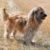Tout savoir sur le Berger des Pyrénées Un petit chien au grand tempérament