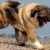 Tout savoir sur le Berger du Caucase Un géant au cœur de lion