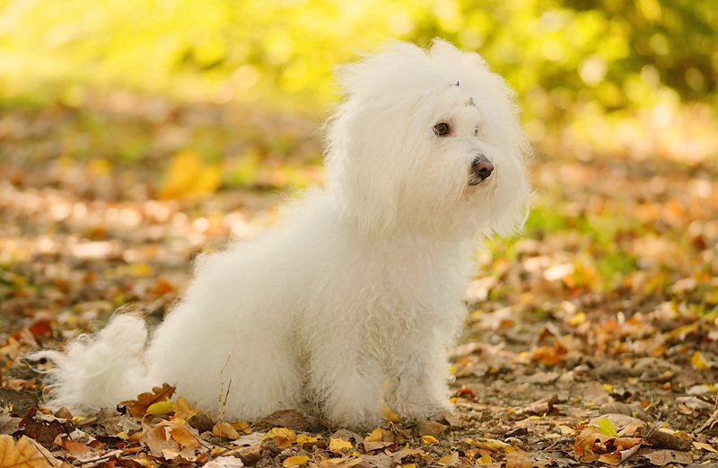 Tout savoir sur le Bichon Bolonais Un chien discret, fidèle et raffiné