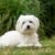 Tout savoir sur le Bichon Maltais Un petit chien royal au cœur tendre