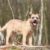 Tout savoir sur le Border Terrier un petit chien au grand cœur