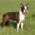 Tout savoir sur le Boston Terrier un petit chien élégant et plein de vie