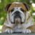 Tout savoir sur le Bouledogue Anglais un molosse au cœur tendre