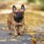 Tout savoir sur le Bouledogue un compagnon tendre et au caractère bien trempé