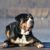 Tout savoir sur le Bouvier Suisse un colosse au cœur tendre