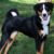 Tout savoir sur le Bouvier de l’Appenzell un chien de montagne plein d’énergie