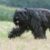Tout savoir sur le Bouvier des Flandres le géant barbu au cœur fidèle