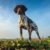 Tout savoir sur le Braque Français le chien d’arrêt made in France