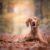 Tout savoir sur le Braque Hongrois (Vizsla) un compagnon doré et dévoué