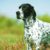 Tout savoir sur le Braque d’Auvergne un chien d’arrêt élégant, doux et fidèle