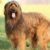 Tout savoir sur le Briard le géant doux et protecteur au pelage soyeux