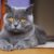 Tout savoir sur le British Shorthair l’élégance tranquille à l’état pur