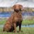 Tout savoir sur le Chesapeake Bay Retriever Le retriever au cœur vaillant