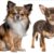Tout savoir sur le Chihuahua Petit chien, grande personnalité