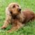 Tout savoir sur le Cocker Spaniel Un chien élégant au cœur tendre