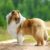 Tout savoir sur le Colley Le chien au cœur tendre et au regard de velours