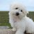 Tout savoir sur le Coton de Tuléar Un petit chien au grand cœur