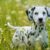 Tout savoir sur le Dalmatien Le chien tacheté au tempérament bien trempé