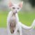 Tout savoir sur le Devon Rex le chat au look extraterrestre et au cœur en or