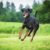 Tout savoir sur le Dobermann Un gardien fidèle au cœur tendre