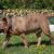 Tout savoir sur le Dogo Canario un molosse au cœur tendre