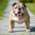 Tout savoir sur le Dogue Anglais un colosse au cœur d’or